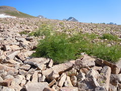 Ligusticum filicinum