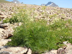 Ligusticum filicinum