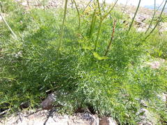 Ligusticum filicinum