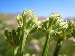 Ligusticum filicinum