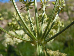 Ligusticum filicinum