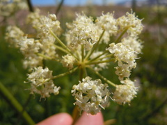 Ligusticum filicinum