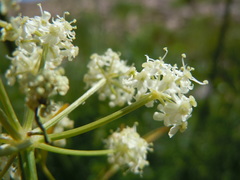 Ligusticum filicinum