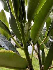 Sapium stylare