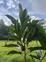 Sapium stylare