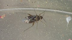 Plagiognathus verticalis