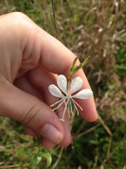 Oenothera sinuosa