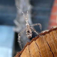 Stenolemus bituberus