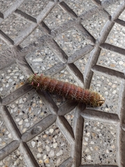 Eacles imperialis