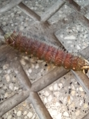Eacles imperialis