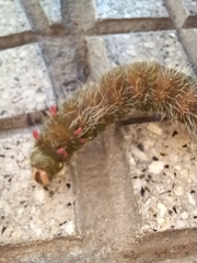 Eacles imperialis