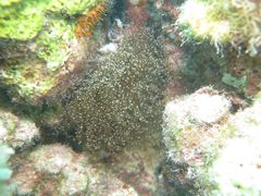 Laviactis lucida