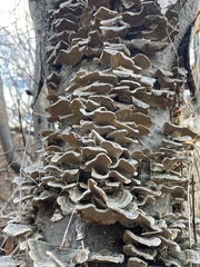 Trametes versicolor image