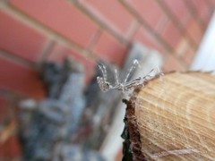 Stenolemus bituberus
