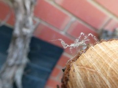 Stenolemus bituberus