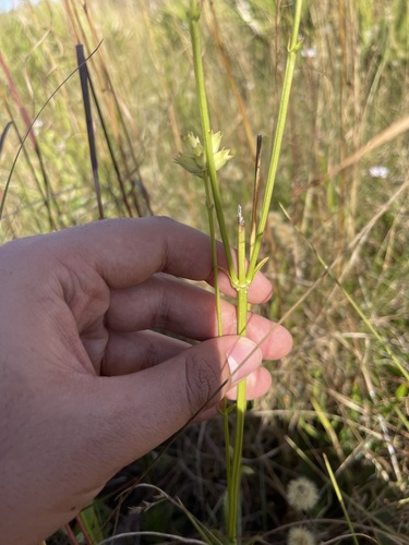 Image of Physostegia purpurea by (c) Brandon Corder, some rights reserved (CC BY)