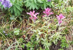 Castilleja parviflora oreopola