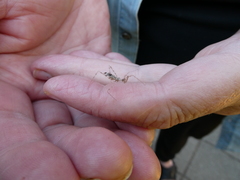 Stenolemus bituberus