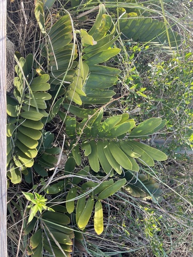 Zamia furfuracea