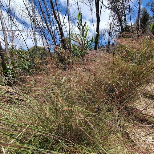 Image of Rytidosperma pallidum by (c) ronavery, some rights reserved (CC BY)