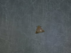 Achaea ablunaris