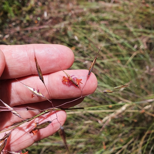 Image of Rytidosperma pallidum by (c) ronavery, some rights reserved (CC BY)