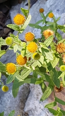Pulicaria scabra