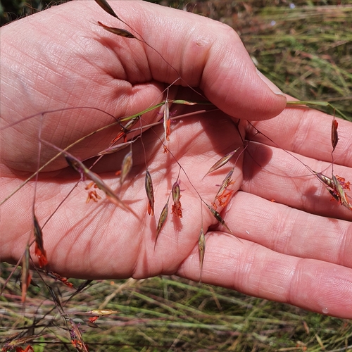 Image of Rytidosperma pallidum by (c) ronavery, some rights reserved (CC BY)