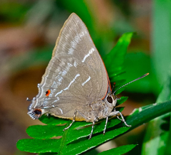 Parrhasius selika