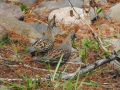 Callipepla douglasii