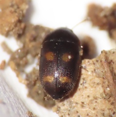 Litargus tetraspilotus