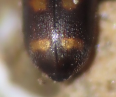 Litargus tetraspilotus