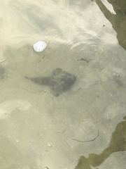 Ogcocephalus