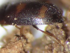 Litargus tetraspilotus