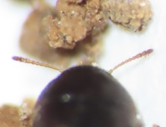 Litargus tetraspilotus