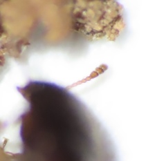 Litargus tetraspilotus
