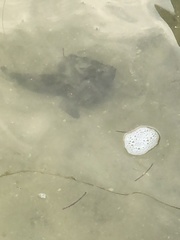Ogcocephalus