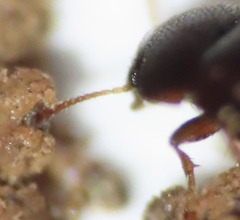 Litargus tetraspilotus