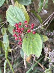 Viburnum sempervirens