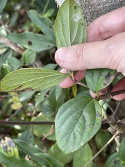 Viburnum sempervirens
