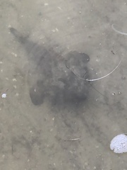 Ogcocephalus