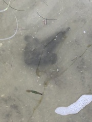 Ogcocephalus