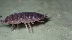 Porcellio scaber