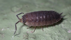 Porcellio scaber