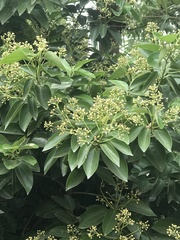 Cinnamomum kotoense