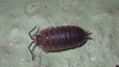Porcellio scaber