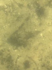 Ogcocephalus
