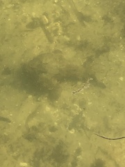 Ogcocephalus