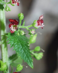 Scrophularia arguta