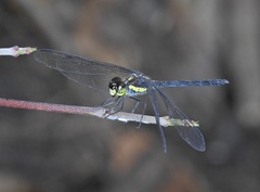 Agrionoptera longitudinalis biserialis